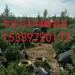 【甘肃云杉在哪里/甘肃云杉最多树苗/云杉基地】-