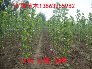 高度1米2米3米法桐小苗的价格