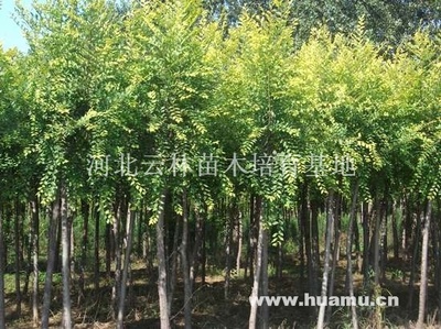 【本基地经营各种绿化苗木,欢迎来电洽谈供应|经营绿化苗木河北云林苗木培育基地商铺