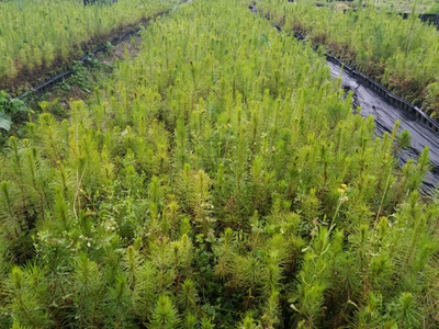 忻城苗木栽培正当时 林业产业促脱贫