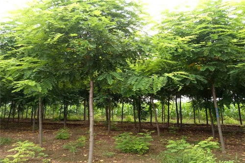 香花槐多少钱价格 扶沟