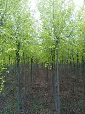 黑龙江大庆包头沈阳长春通化四平佳木斯紫叶稠李山桃稠李*金叶榆_东北苗木花卉合作社_商国互联网