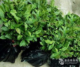 茶苗批发 信阳毛尖茶苗 茶叶苗 绿化苗木价格,产品报价