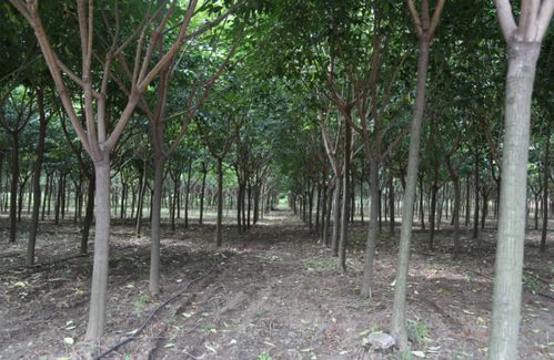 规范化管理培育精品苗木,凯创园林对各苗圃苗木生长情况点评