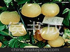 青岛梨供应商,价格,青岛梨批发市场 
