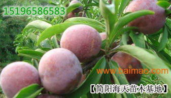 李子苗的适应环境,李子苗的产量及果实特征,李子苗的适应环境,李子苗的产量及果实特征生产厂家,李子苗的适应环境,李子苗的产量及果实特征价格
