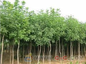 白蜡 白蜡价格 白蜡小苗天源