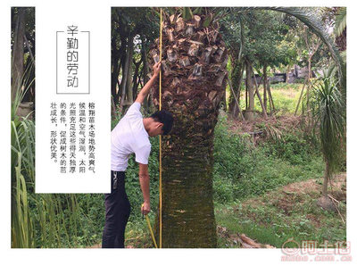 【榕翔苗木厂家供应加拿利海枣园林景观绿化苗木棕榈植物】龙海市东泗乡左岸花木场 - 产品库