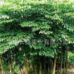 供应海南绿化苗木晃伞枫