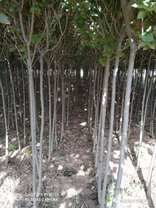 特价腾地苗木超市