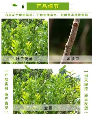 泰安李子树苗价格及品种规格详解：以1公分、2公分恐龙蛋李子树苗为例