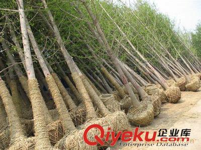 邳州市飞越银杏苗木购销部：专业供应银杏树与嫁接银杏树，打造优美庭荫景观