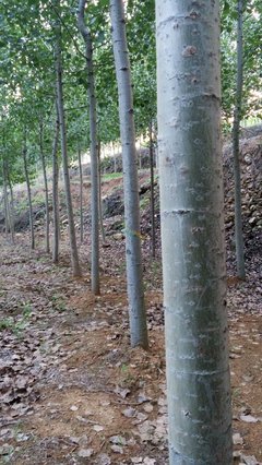 速生杨苗木 特点、栽培与管理