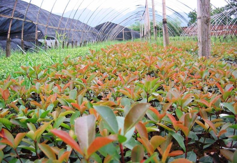 红叶石楠穴盘苗与网袋苗 价格、厂家与种植指南