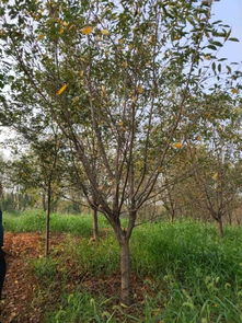 贺万顺苗木种植园入驻苗木通，专注优质苗木之路