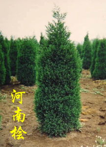 河南添宝苗木基地 专业苗木种植与供应的行业标杆