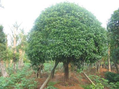 广东佛山梁氏苗木基地商铺 品质与信誉的苗木供应商