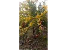 绛县森之泉苗木种植专业合作社 优质苗木,绿色生态的守护者