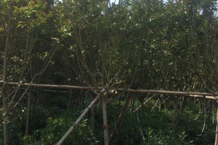 北京紫薇工程苗批发与销售价格分析