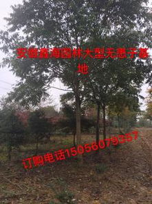 绿化苗木产品展示——精选52种苗木图片与信息