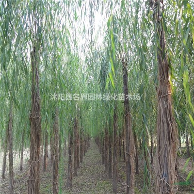 沭阳县名界园林绿化苗木场 专业苗木供应与绿化服务