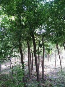 公司苗木产业发展与市场前景