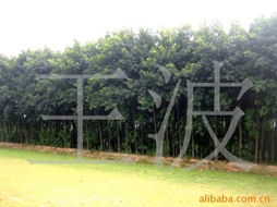 王波绿化苗木产品列表