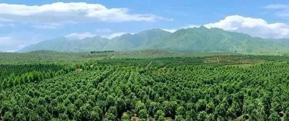 苗木产业的未来发展，必须点亮这四盏灯！