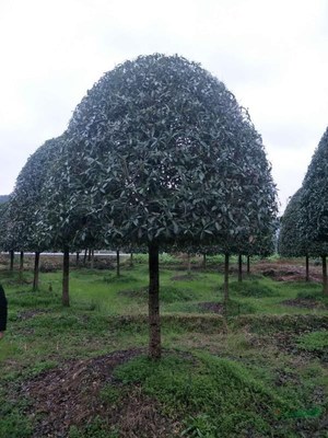 广西常清桂花银杏苗木基地 培育自然之美，打造绿色宝库