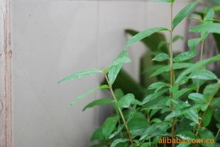 供应联手优质石榴苗木 平邑县联手金银花苗木种植专业合作社的指导与选择