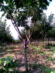 广德凤凰山樱花基地 打造优质苗木产品，构筑多彩生态景观