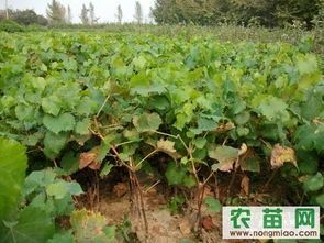 探索果树苗的世界 从厂商选择到优质资源获取指南