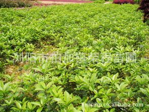 丹桂小苗采购指南 株高7-20公分优质苗木基地推荐