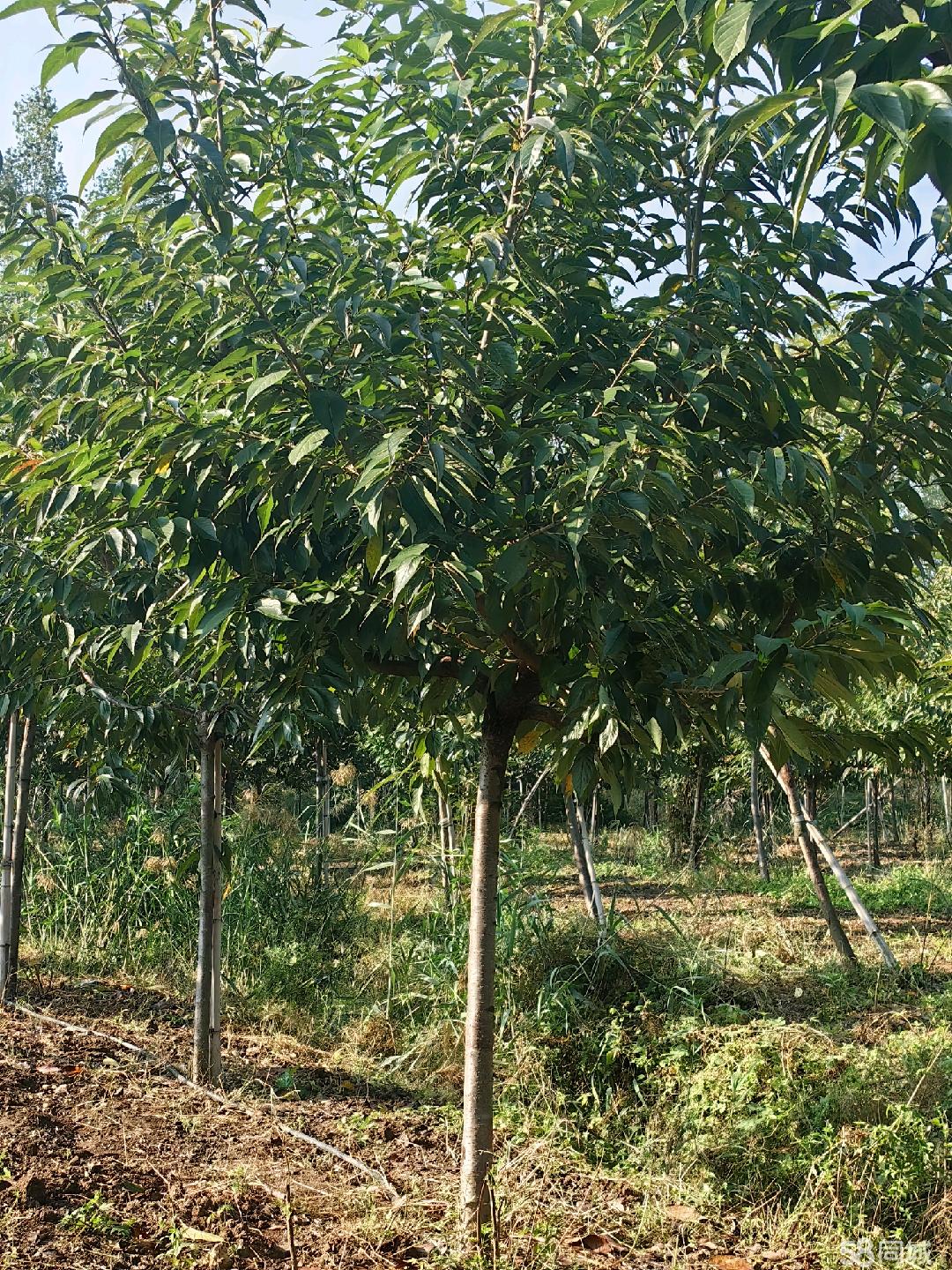 枣庄58同城 高效便捷的苗木交易平台，助力绿色产业发展