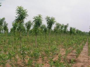 北京栾基地欧枫苗木 世界工厂网上的农副产品新星