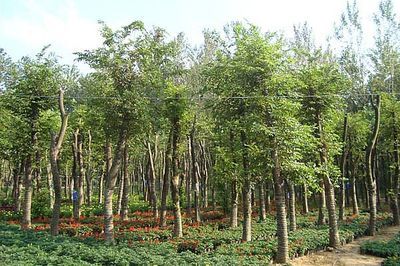 景观精品大市场 大规格苗木的机遇与挑战