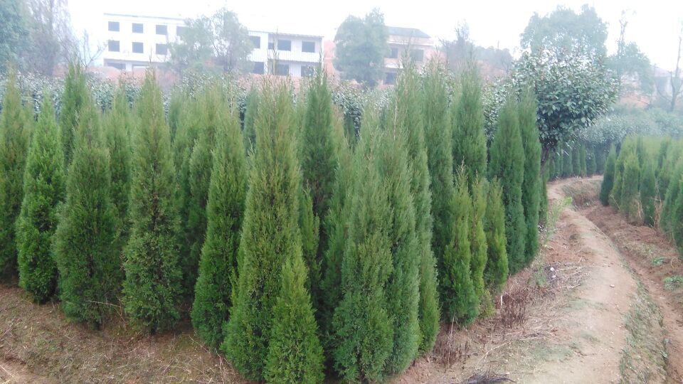 衡阳武岳苗木种植专业合作社 绿色产业的新标杆