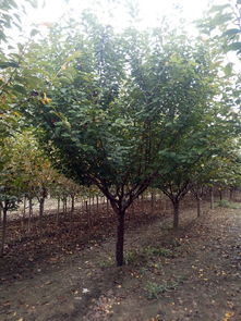 山东泰安和正苗木专业合作社 绿化苗木价格解析与选购指南