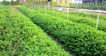 边坡生态修复的关键 科学选择与配置苗木