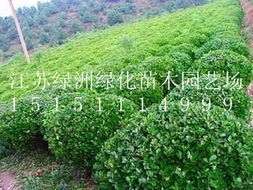 小叶女贞球 江苏绿洲绿化苗木园艺场的优选绿化苗木
