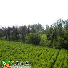 沭阳县完美园林绿化苗木场 专业乔灌木供应，打造绿色生态之美