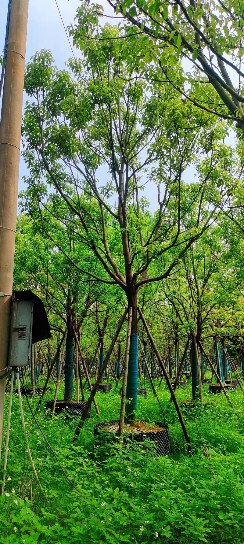 全冠香樟 精品苗木中的绿色瑰宝