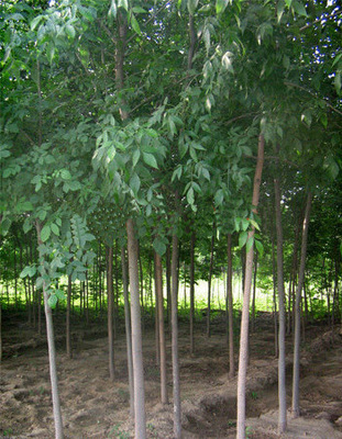 白蜡苗木 河北冀源苗木基地的绿色瑰宝