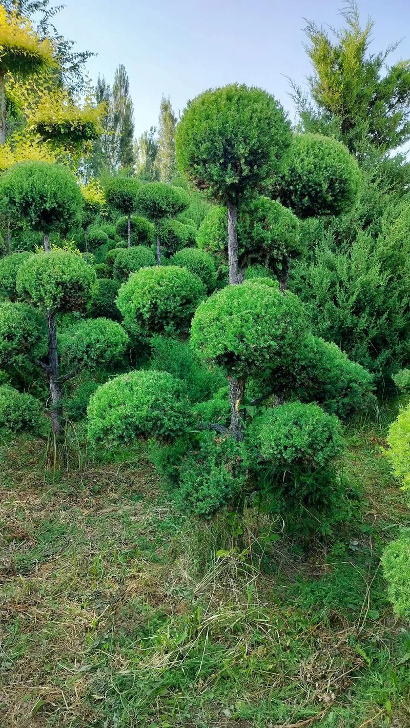 我的园林，我的资产，我的希望——苗圃精选苗木展示