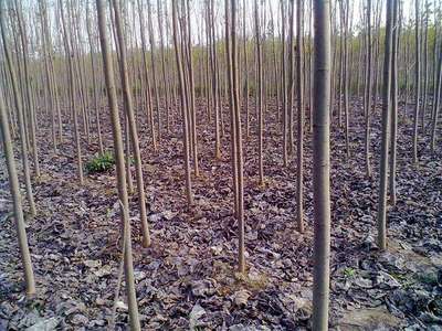 红豆杉种子沙藏技术研究