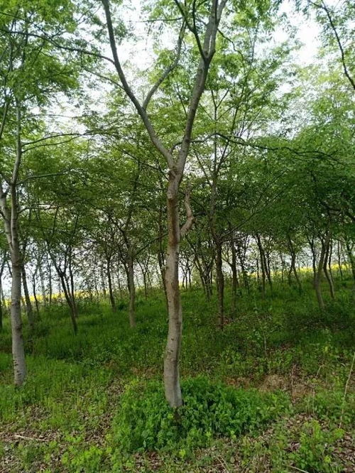 追求客户满意，打造苗木精品——祝贺肥西永和苗木入驻苗木通